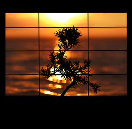 Image of Silhouette of Japanese bonsai plant against sea at sunset. Creating zen atmosphere at home