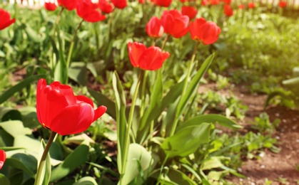 Many beautiful tulips in garden on sunny day, space for text. Blooming spring flowers