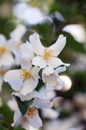 Photo of Closeup view of beautiful blooming white jasmine shrub outdoors