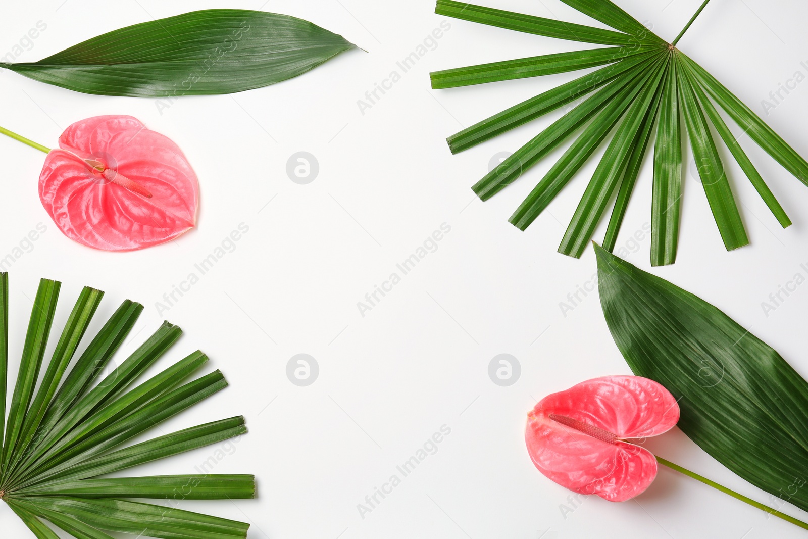 Photo of Beautiful anthurium flowers and tropical leaves on white background