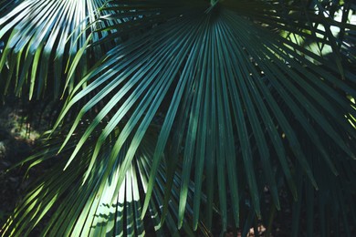 Beautiful tropical plant with green leaves outdoors