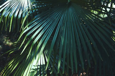 Photo of Beautiful tropical plant with green leaves outdoors