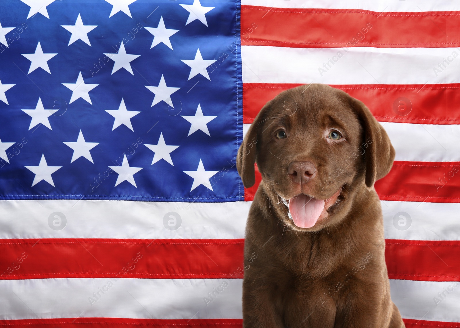 Image of Cute dog against national flag of United States of America