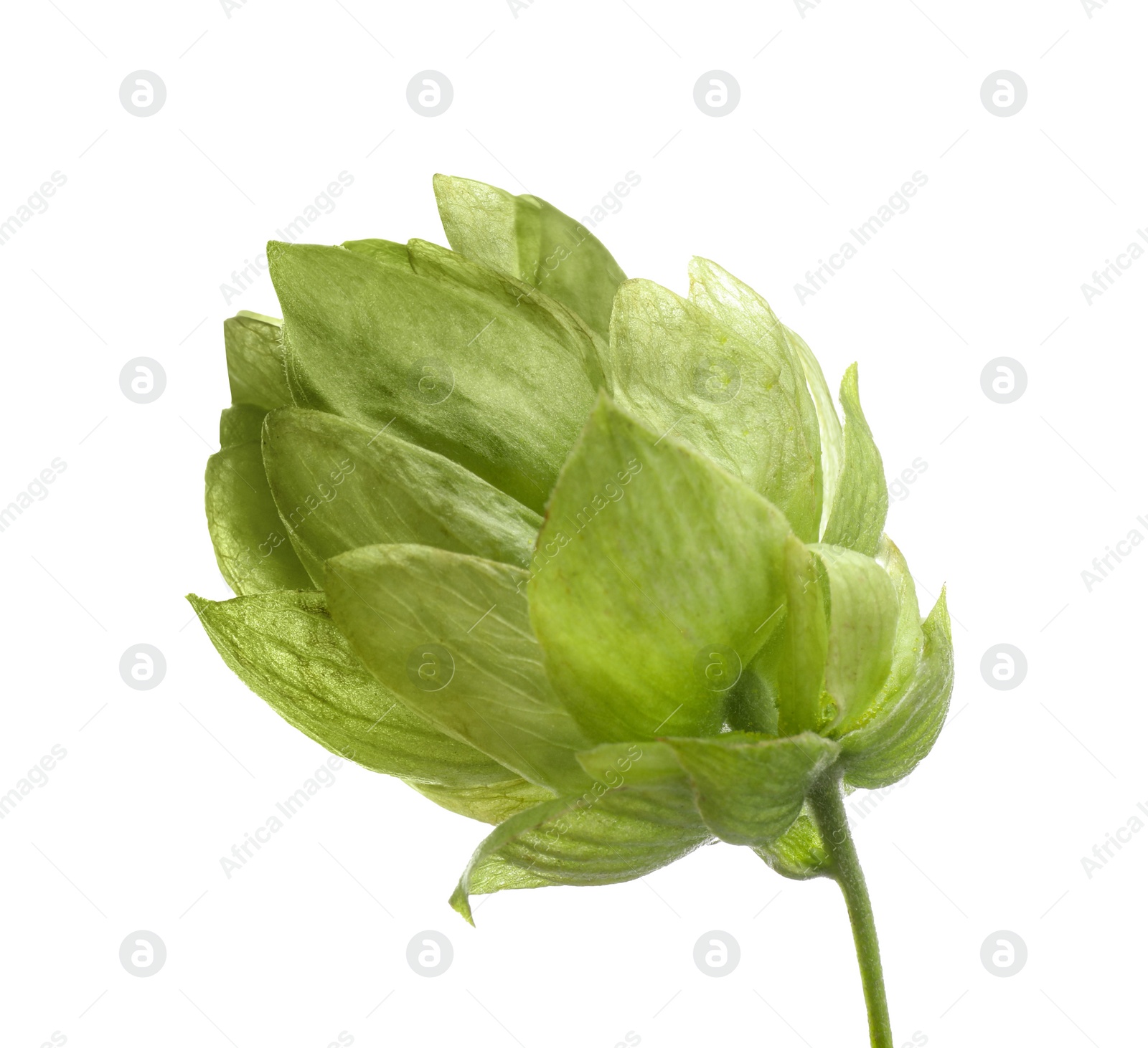 Photo of Fresh green hop flower isolated on white