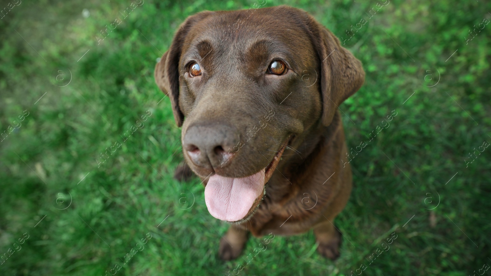 Photo of Cute Chocolate Labrador Retriever in green summer park, above view
