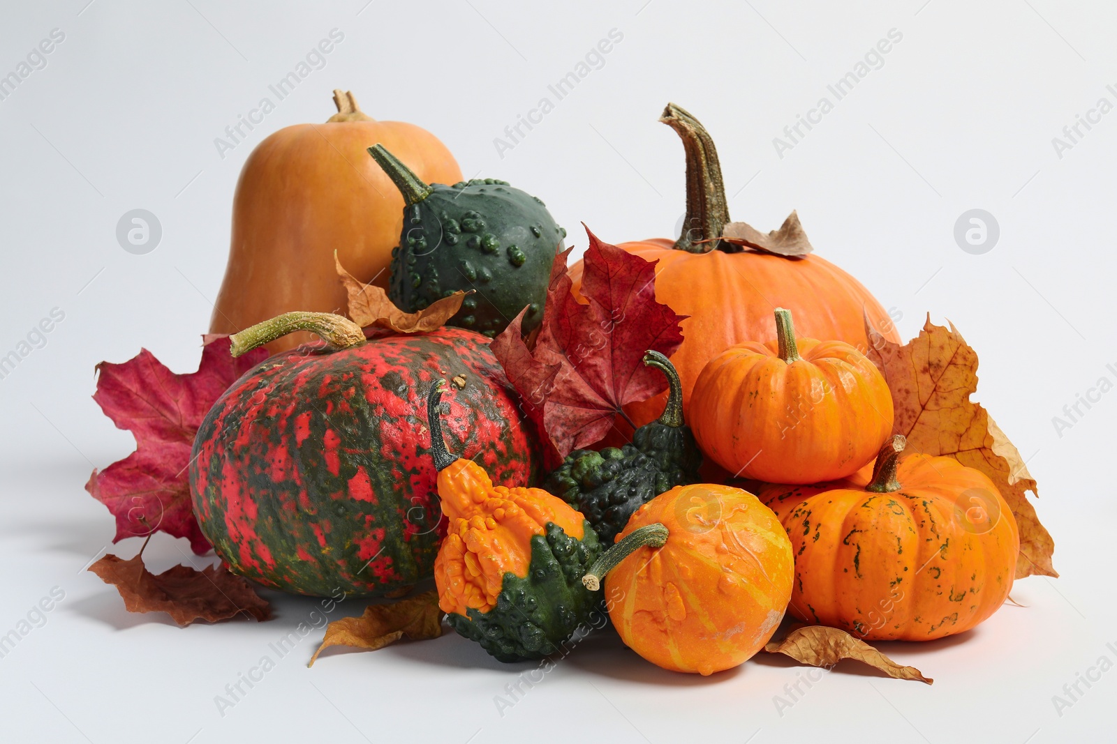 Photo of Happy Thanksgiving day. Beautiful composition with pumpkins on white background