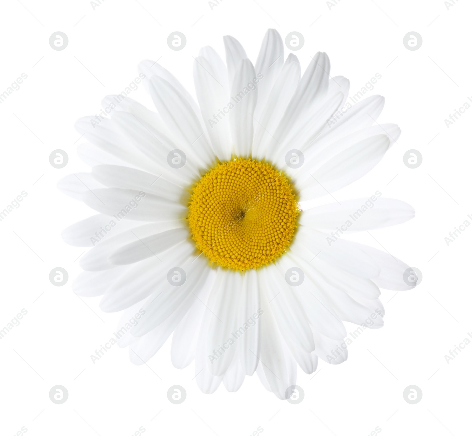 Photo of Beautiful fresh chamomile flower isolated on white