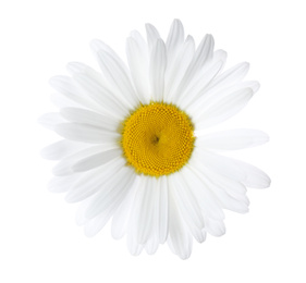 Photo of Beautiful fresh chamomile flower isolated on white