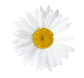 Beautiful fresh chamomile flower isolated on white