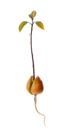 Avocado pit with sprout and root on white background