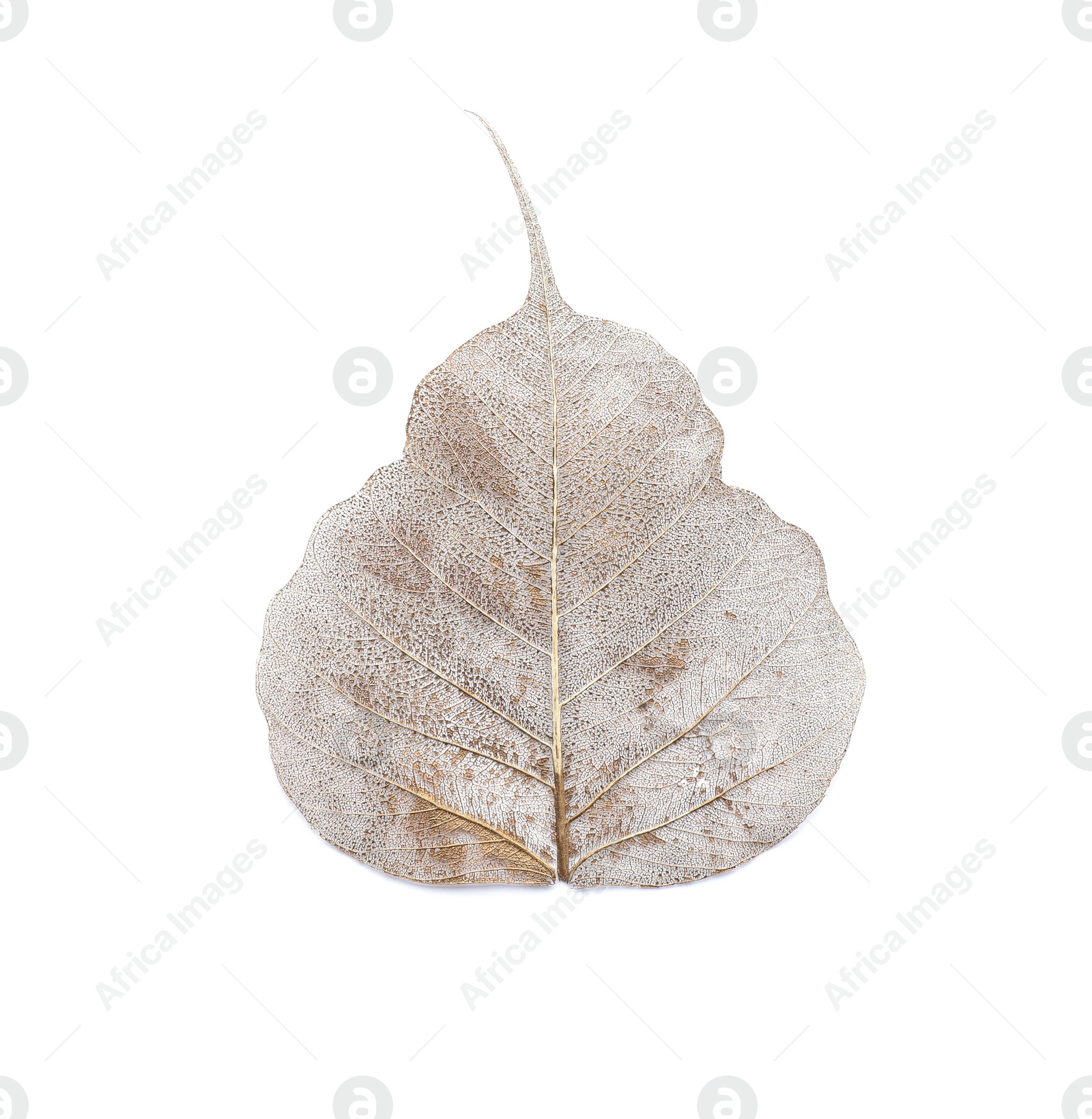 Photo of Beautiful decorative skeleton leaf on white background