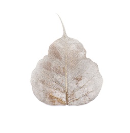 Photo of Beautiful decorative skeleton leaf on white background