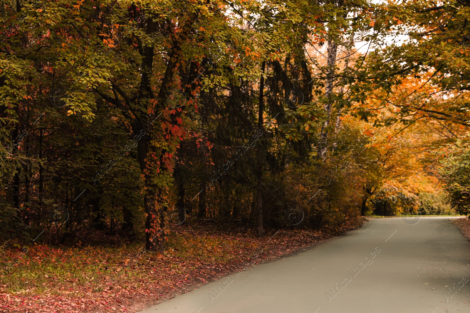 Photo of Beautiful view of park with trees on autumn day