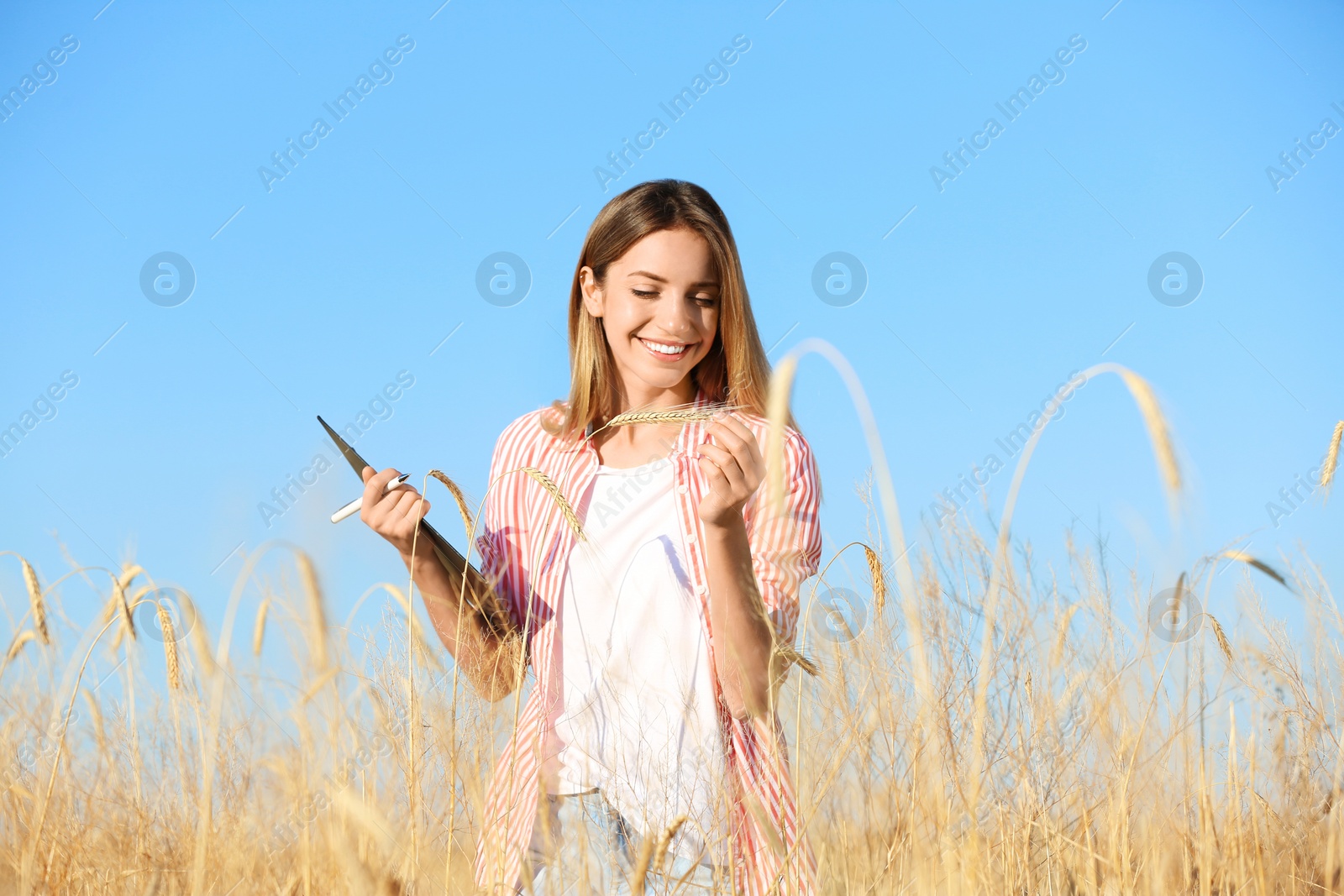 Photo of Agronomist with clipboard in wheat field. Cereal grain crop