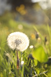 Beautiful fluffy dandelion in bright green grass on sunny day, closeup. Space for text