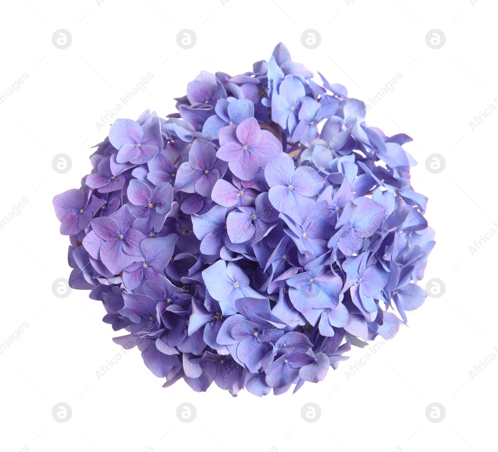 Photo of Delicate lilac hortensia flowers on white background, top view