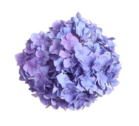 Photo of Delicate lilac hortensia flowers on white background, top view