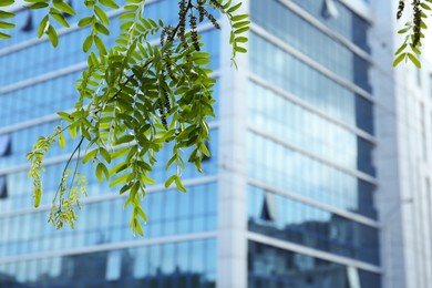 Photo of Beautiful tree branch with green leaves near modern building outdoors, closeup. Space for text