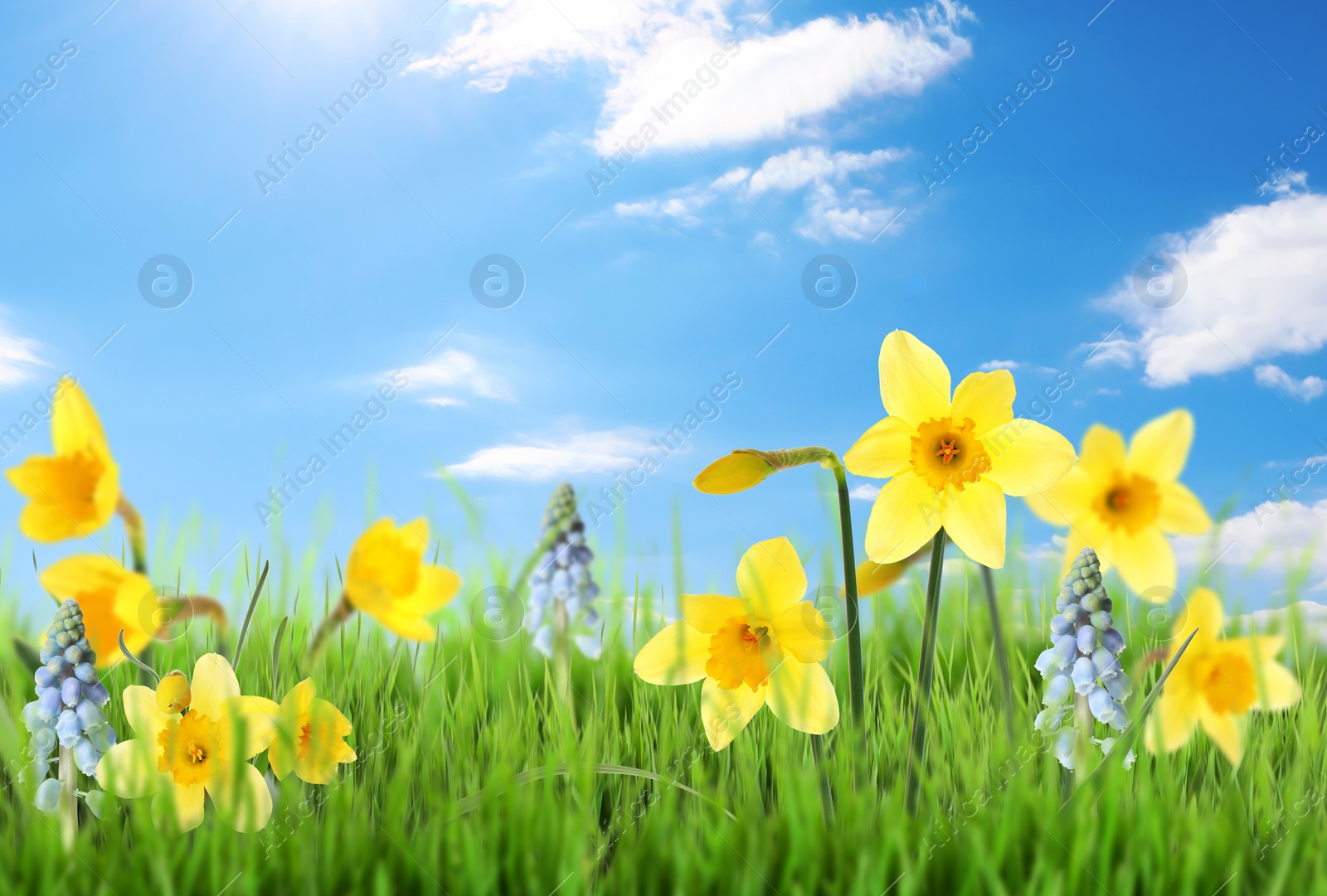 Image of Beautiful blooming yellow daffodils outdoors on sunny day