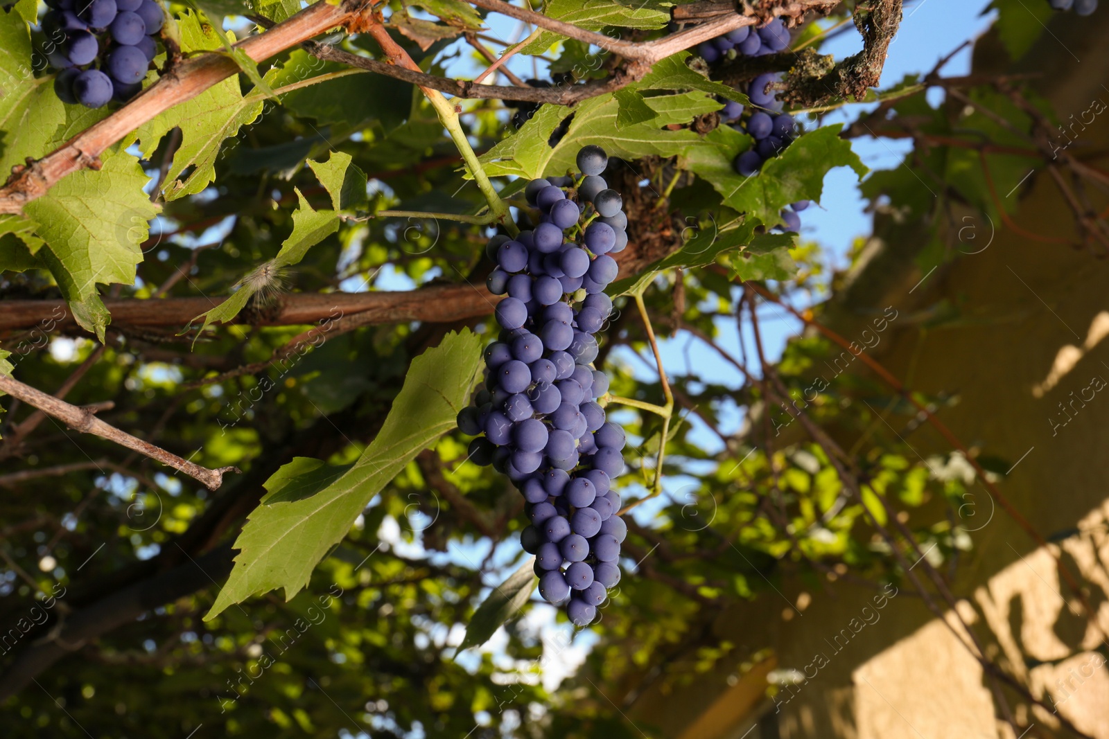 Photo of Ripe juicy grapes growing on branch in vineyard