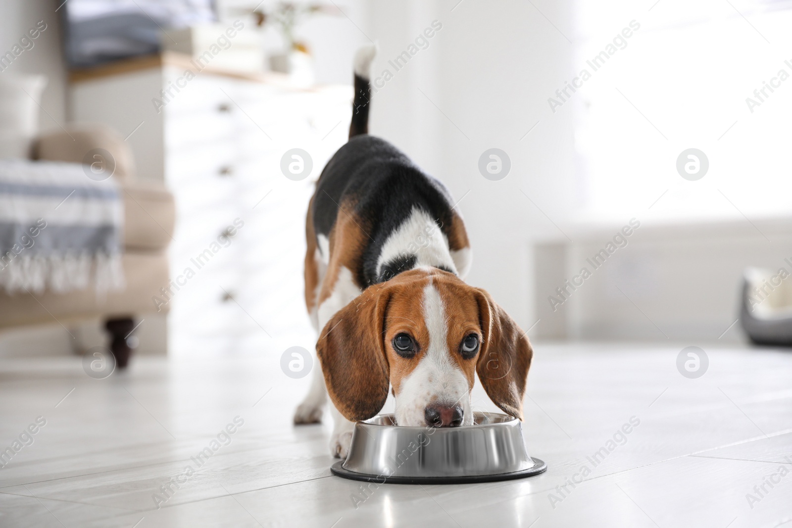 Photo of Cute Beagle puppy eating at home. Adorable pet