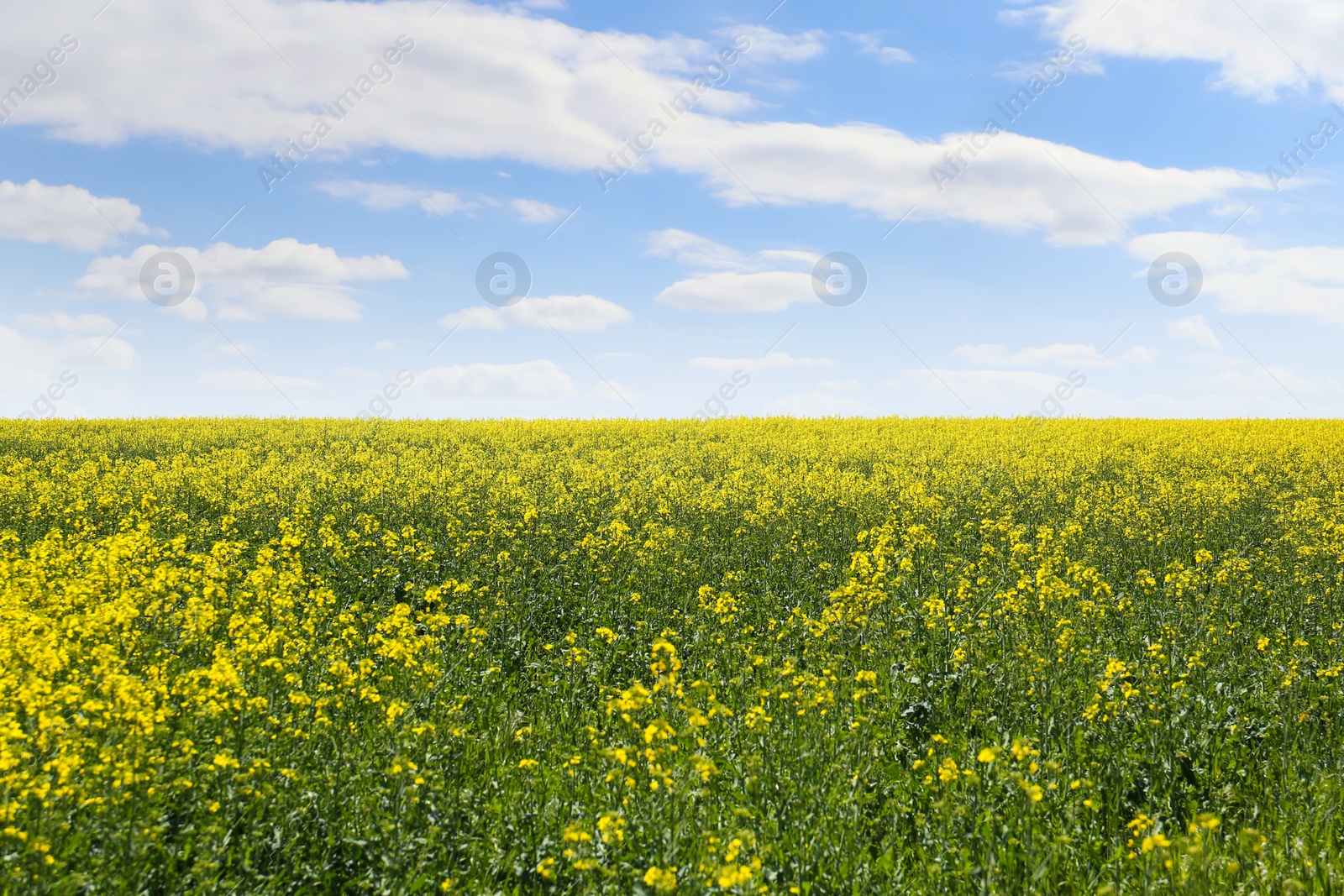 Photo of Beautiful view of blooming rapeseed field on sunny day