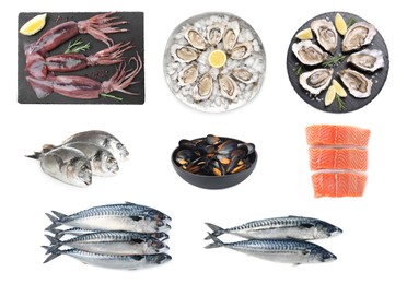 Image of Collage with different seafood on white background