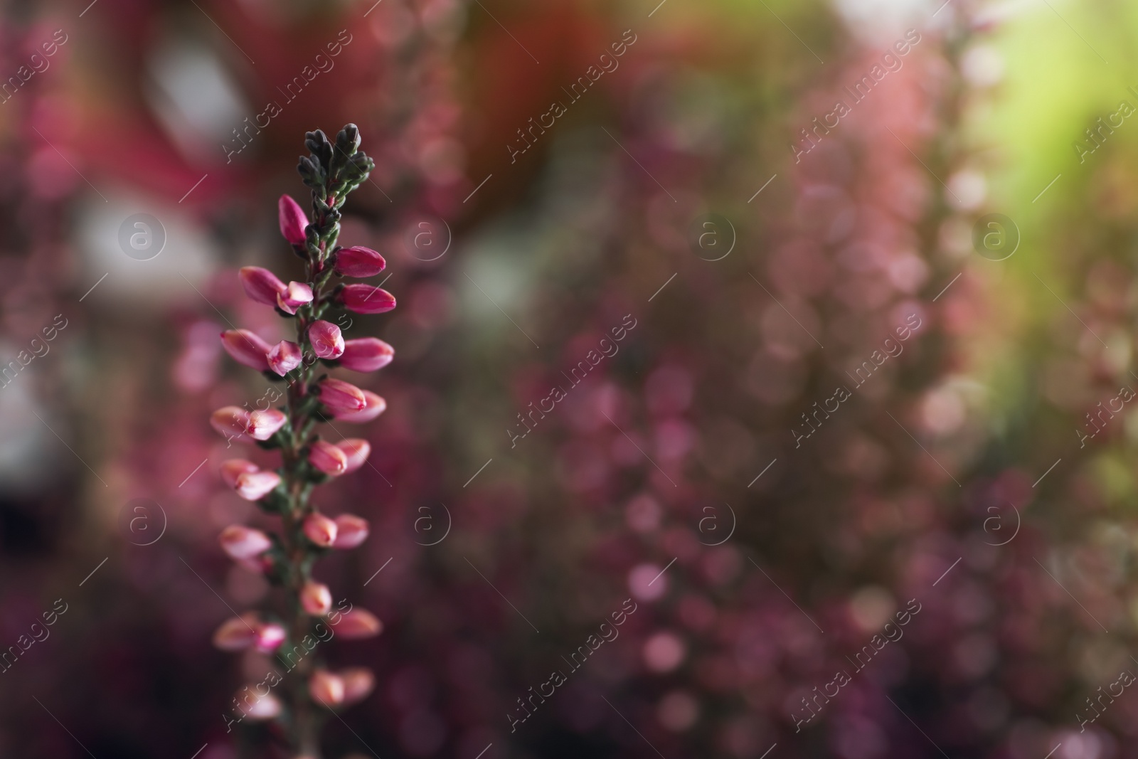 Photo of Heather twig with beautiful flowers on blurred background, closeup. Space for text