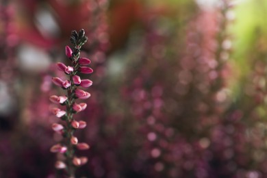 Photo of Heather twig with beautiful flowers on blurred background, closeup. Space for text