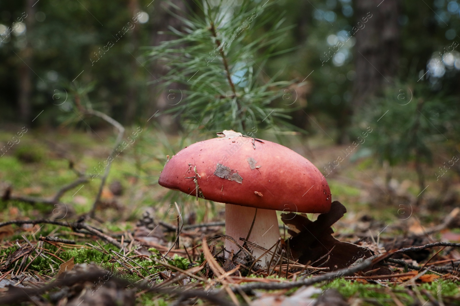 Photo of Russula mushroom growing in forest, closeup. Space for text