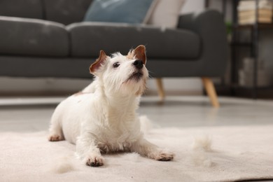 Photo of Cute dog lying on carpet with pet hair at home