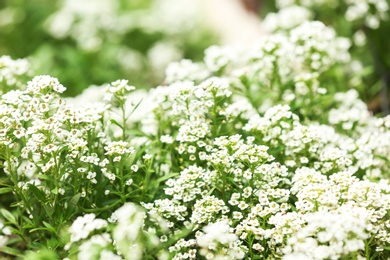 Photo of Beautiful spring flowers in garden on sunny day