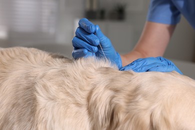 Photo of Veterinary holding acupuncture needle near dog's neck in clinic, closeup. Animal treatment