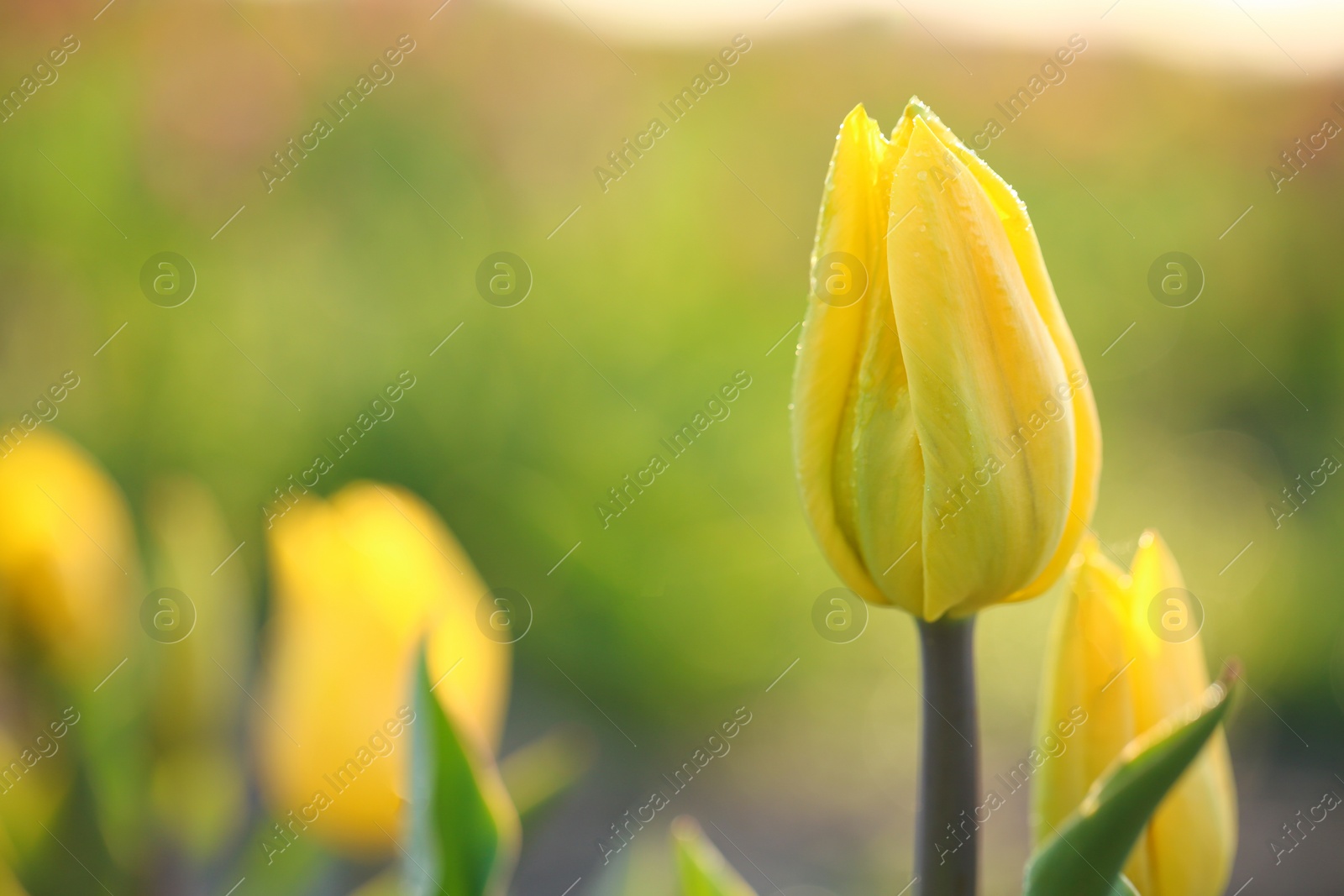 Photo of Closeup view of beautiful fresh tulips with water drops on field, space for text. Blooming spring flowers