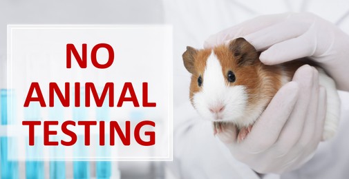 Image of NO ANIMAL TESTING. Scientist with guinea pig, closeup.