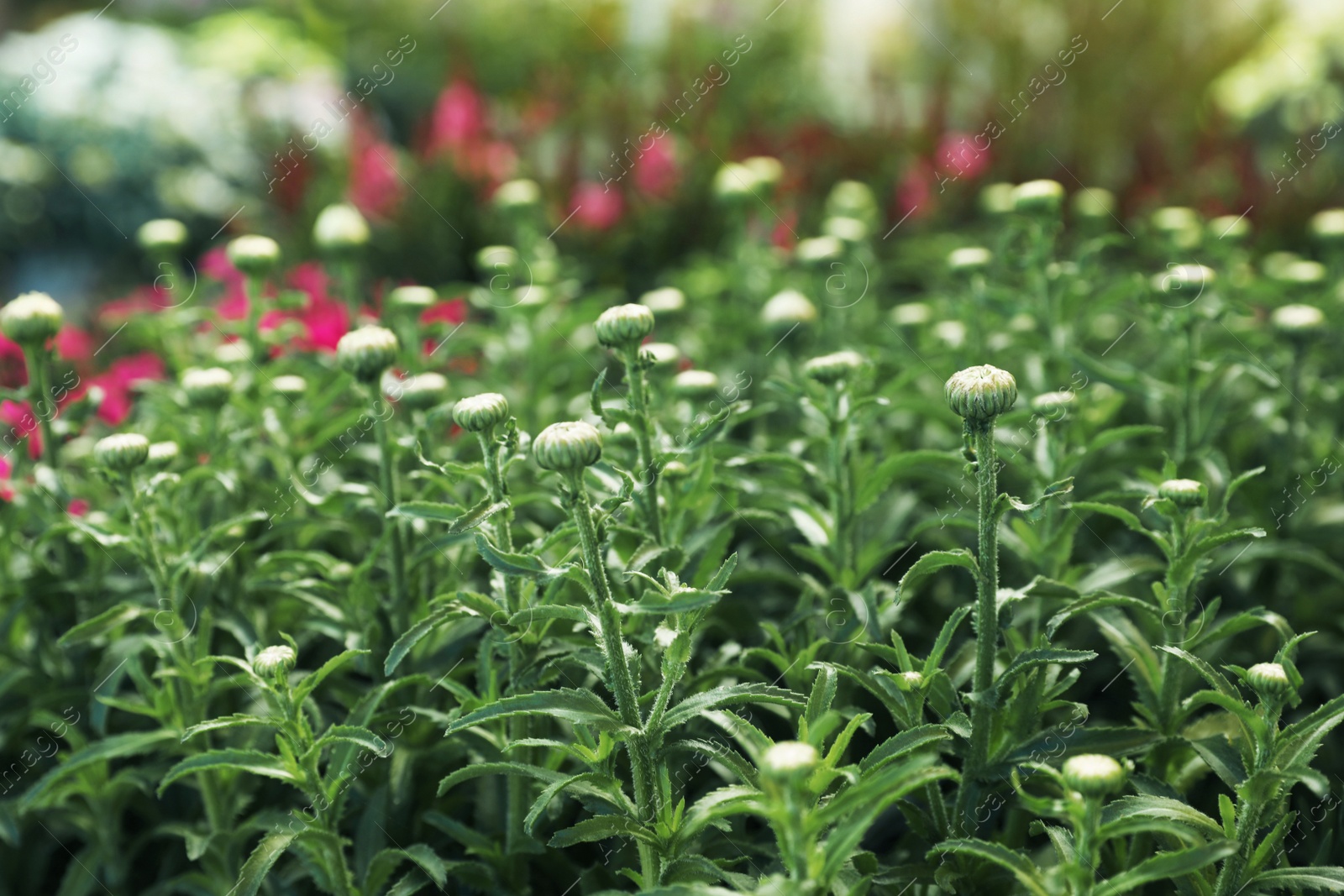 Photo of Many beautiful chamomile buds on blurred background, closeup