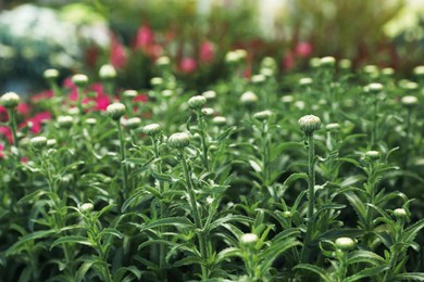 Photo of Many beautiful chamomile buds on blurred background, closeup