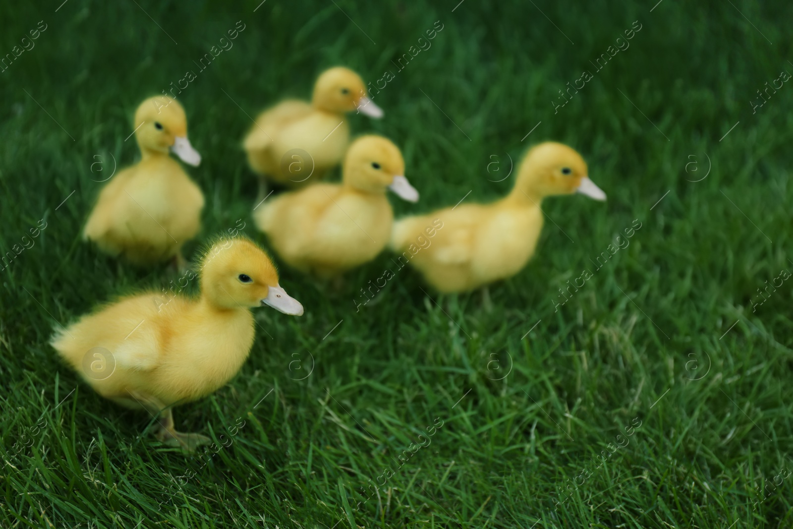 Photo of Cute fluffy goslings on green grass outdoors. Farm animals