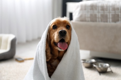 Photo of Cute English Cocker Spaniel wrapped in towel indoors. Pet friendly hotel