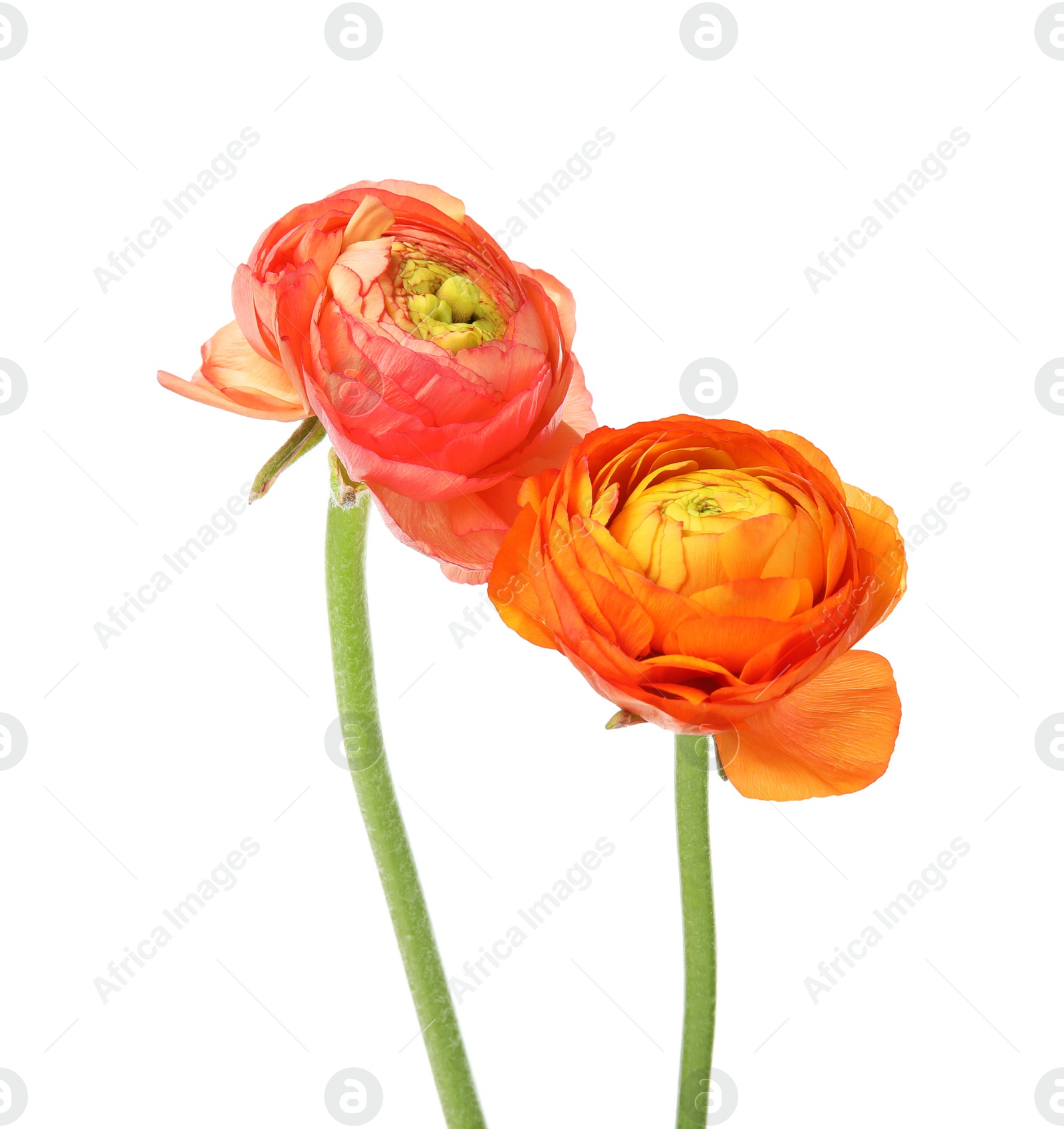 Photo of Beautiful spring ranunculus flowers isolated on white