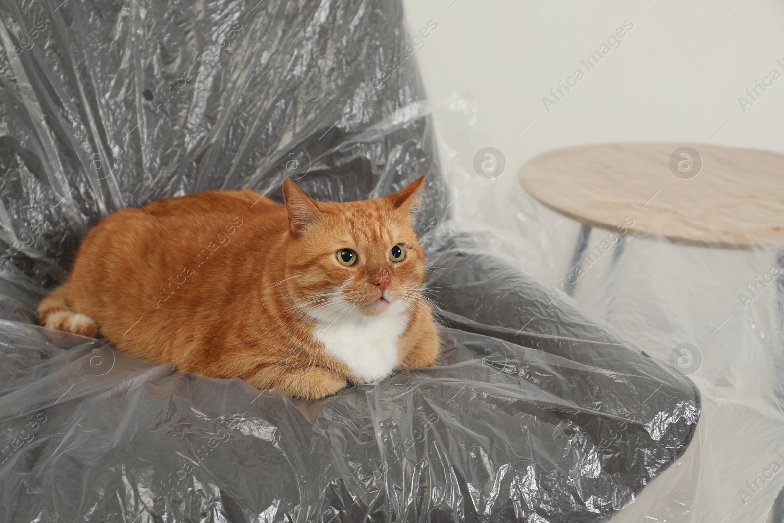 Photo of Cute ginger cat resting in armchair covered with plastic film indoors