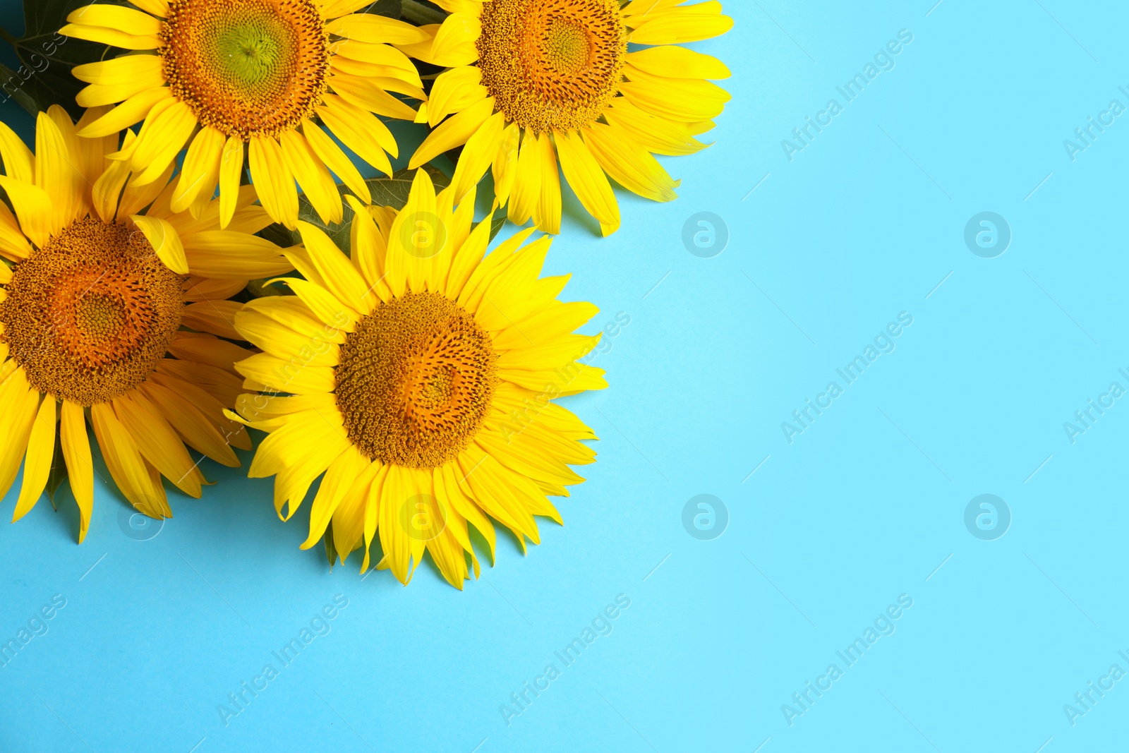 Photo of Beautiful bright sunflowers on light blue background, flat lay. Space for text