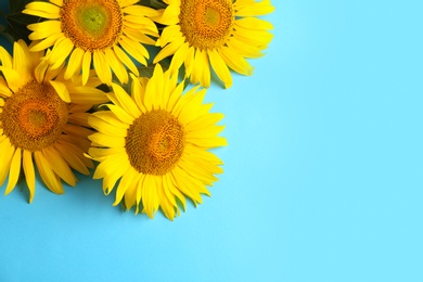 Beautiful bright sunflowers on light blue background, flat lay. Space for text