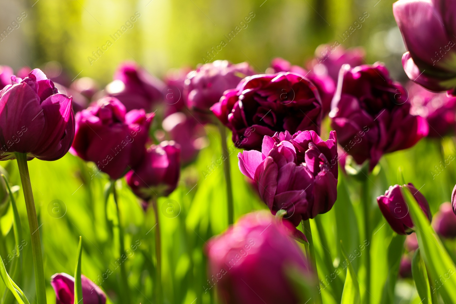 Photo of Beautiful colorful tulips growing in flower bed, selective focus