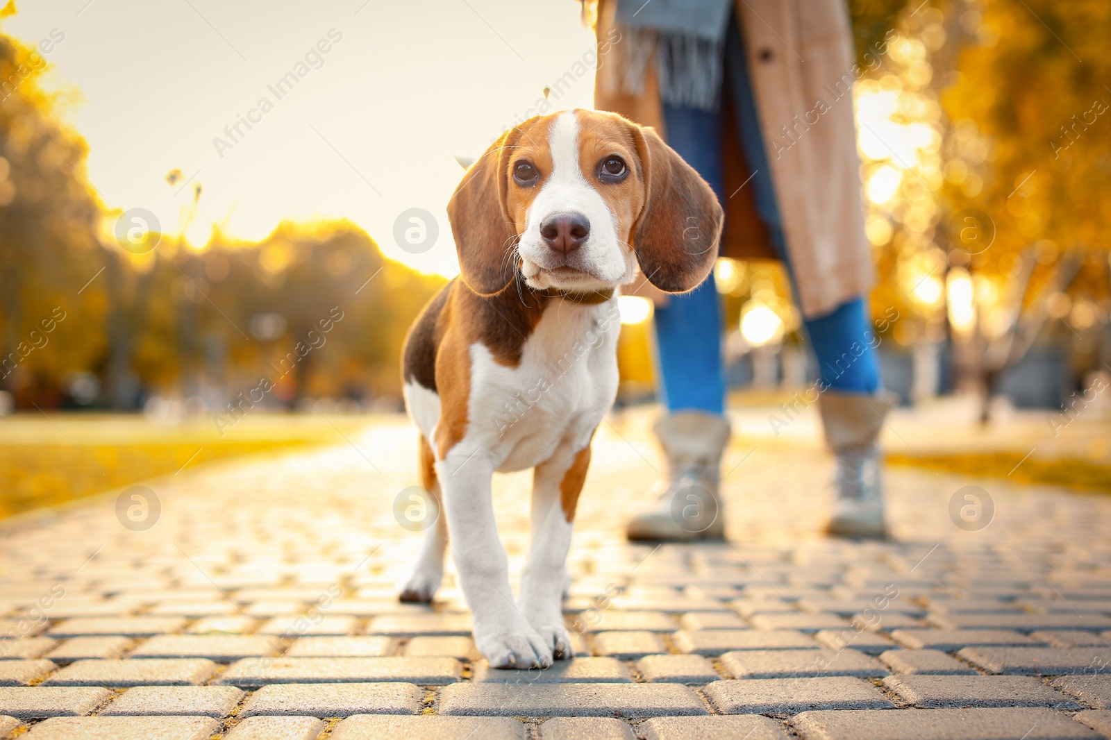 Photo of Woman walking her cute Beagle dog in park on autumn day