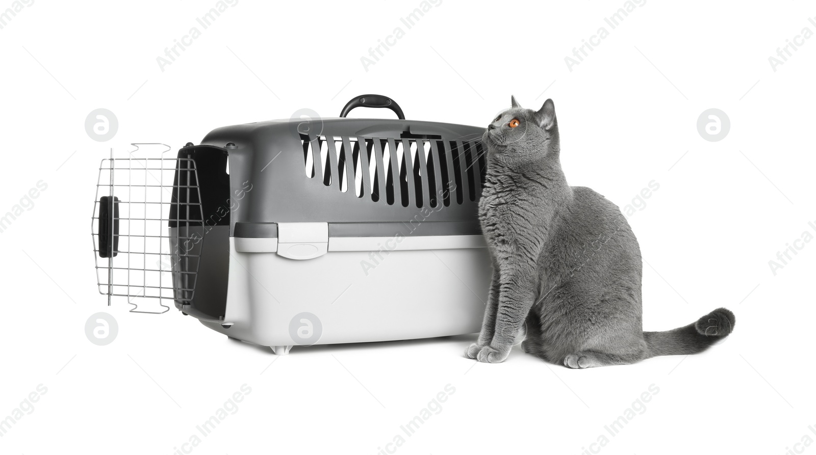 Photo of Adorable grey British Shorthair cat near carrier on white background