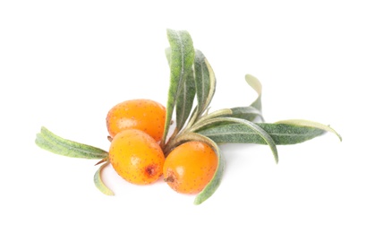 Fresh ripe sea buckthorn berries with leaves on white background