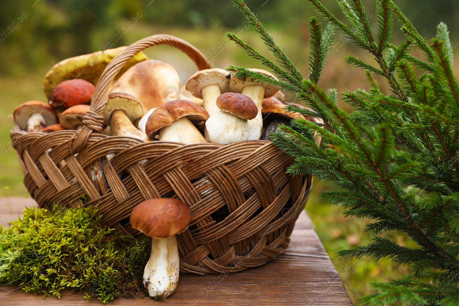 Photo of Wicker basket with fresh wild mushrooms on wooden table outdoors