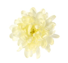 Beautiful blooming chrysanthemum flower isolated on white
