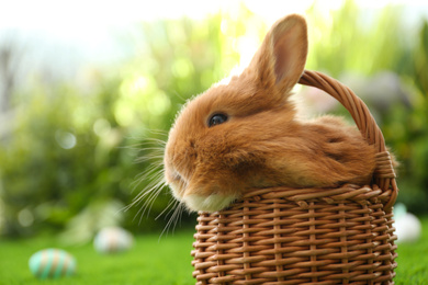 Photo of Adorable fluffy bunny in wicker basket outdoors, closeup. Easter symbol